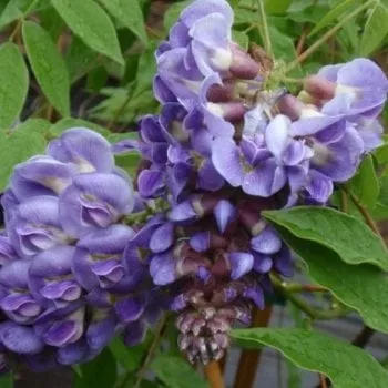 Wisteria brach. 'Okayama'