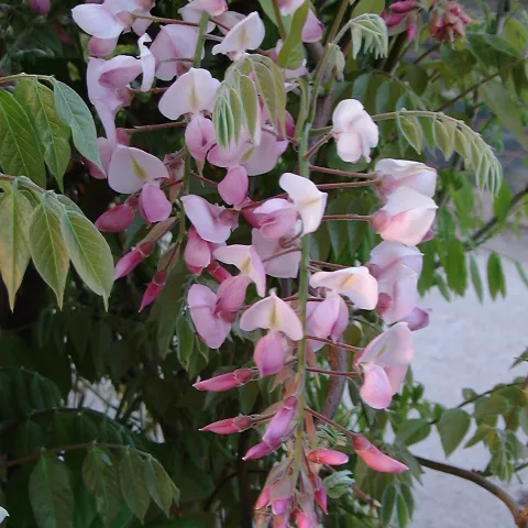Wisteria brach. 'Showa Beni'