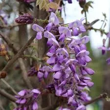 Wisteria brach. 'Ikoyama Fuji'