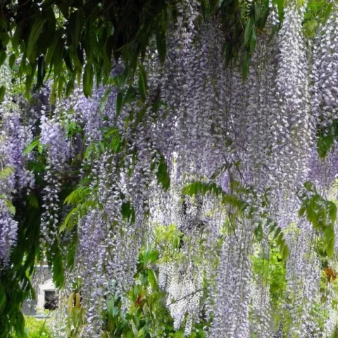 Wisteria flor. 'Macrobotrys'