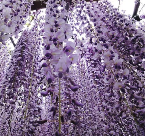 Wisteria flor. 'Naga Noda'