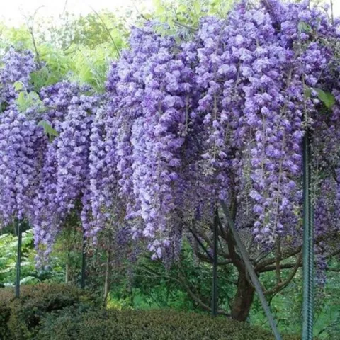Wisteria floribunda 'Violacea Plena'