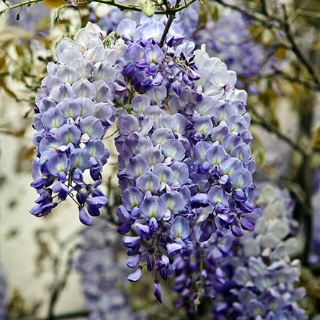 Wisteria mac. 'Blue Moon'