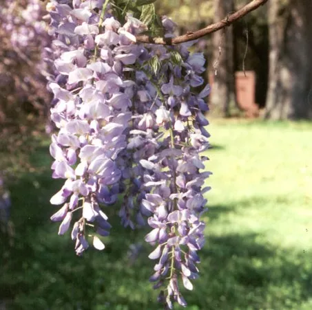 Wisteria (in soorten)