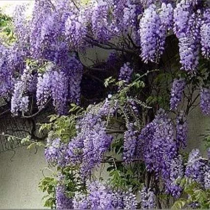 Wisteria sinensis 'Prolific'