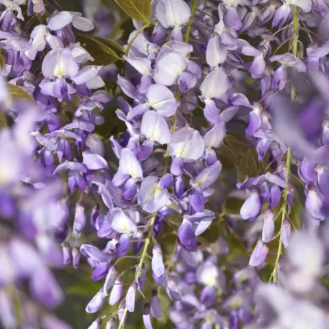 Wisteria sinensis 'Prolific'