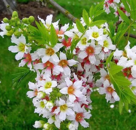 Xanthoceras sorbifolium