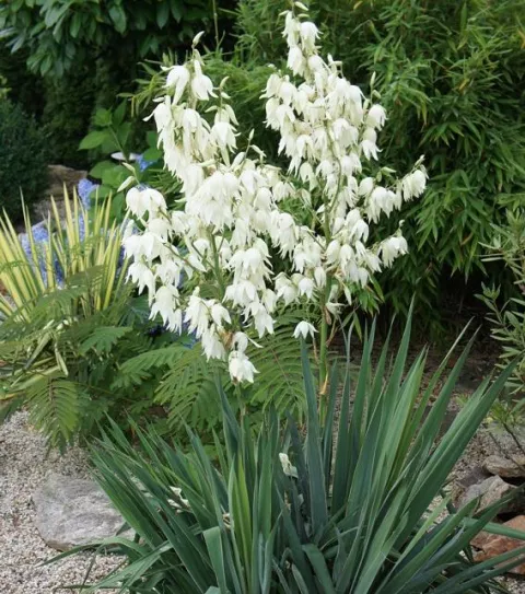 Yucca filamentosa