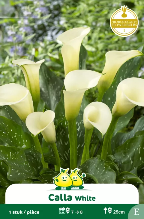 Zantedeschia Wit 