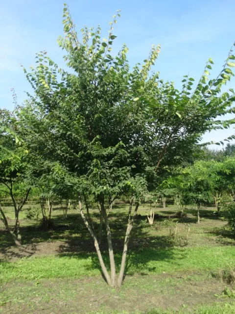 Zelkova serrata