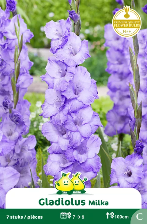 Gladiolus Milka