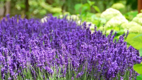 Lavendel