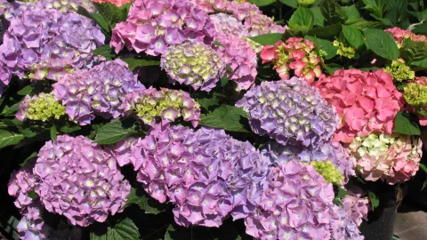 Hydrangea paars roze