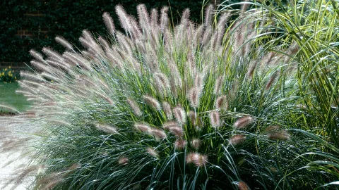 Pennisetum