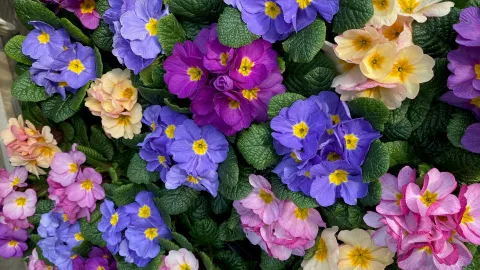 Primula mix