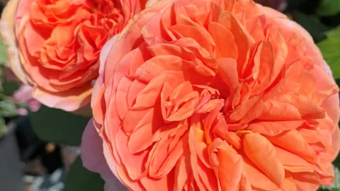 Rosa 'Chippendale'