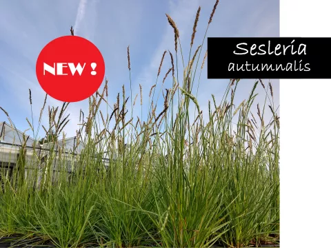 sesleria new