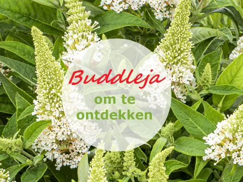 Buddleja Butterfly Candy