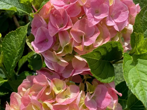 Hydrangea macrophylla
