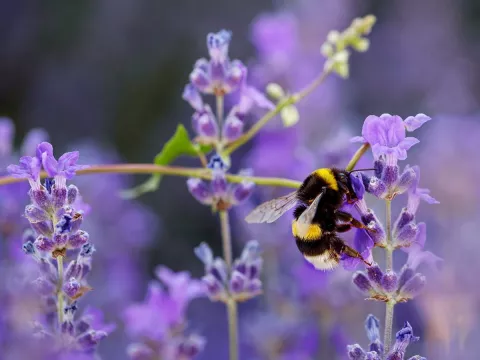 lavandula 'Hidcote'