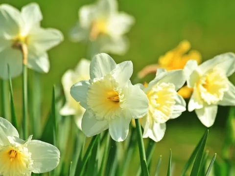 Narcissen