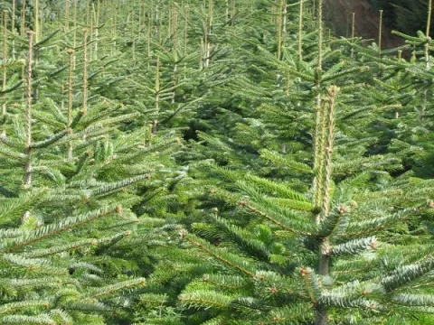 Kerstbomen