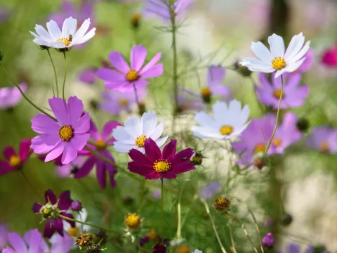 Cosmos