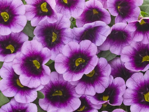 Calibrachoa