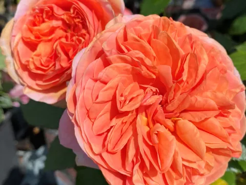 Rosa 'Chippendale'