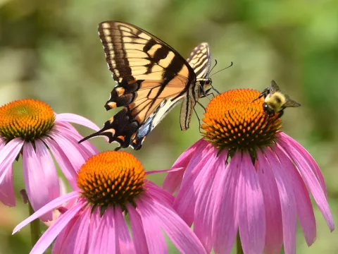 Echinacea bij en vlinder