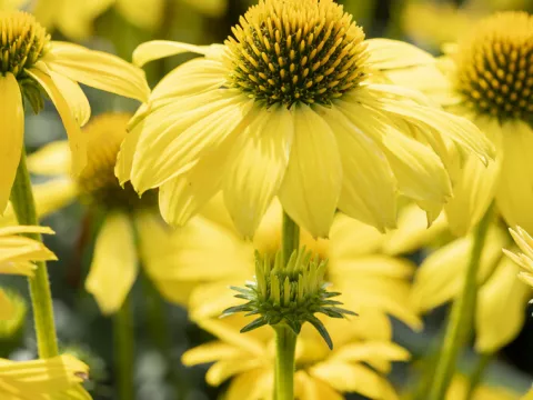Echinacea