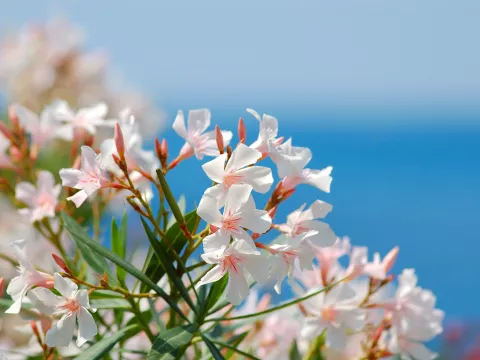 Oleander