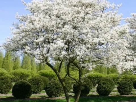 Amelanchier-meerstammig
