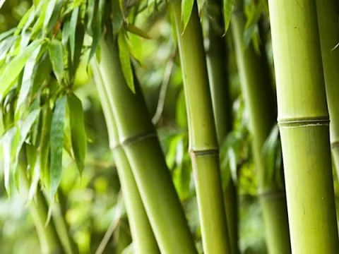 Bamboe