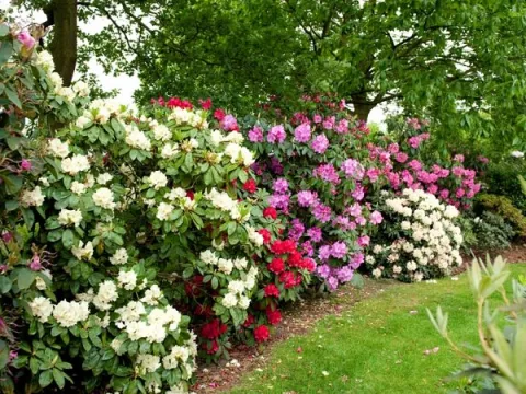Rhododendron en azalea
